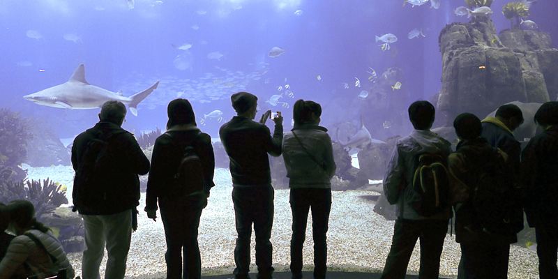 Oceanario Lisboa Besucher